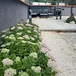 Ella *
